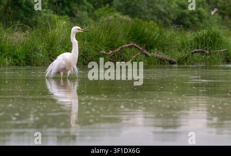 Airone cenerino (Ardea alba), precedentemente noto come airone bianco maggiore, in piumaggio nuziale Foto Stock