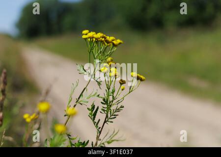 Prima vista di tanaceto (Tanacetum) su una strada di campagna sfocata sotto un cielo sereno. Foto Stock