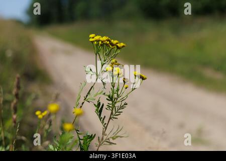 Prima vista di tanaceto (Tanacetum) su una strada di campagna sfocata sotto un cielo sereno. Foto Stock