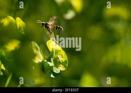 Vespa cartaria europea (polistes gallicus) in volo Foto Stock