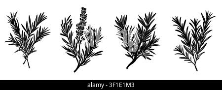 Set di silouette nere di quattro rametti di rosmarino Illustrazione Vettoriale