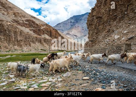 Un gregge di capre Changthangi attraversa una strada di montagna tra gole rocciose e pascoli erbosi nel Ladakh. In lontananza, si ergono maestosi picchi desolati Foto Stock