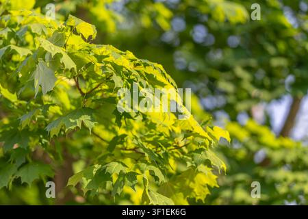 Primo piano di foglie d'acero verdi illuminate dal sole raggruppate su un ramo, retro illuminate da una calda luce diurna con riflessi luminosi, ombre morbide e bokeh cremoso di su Foto Stock
