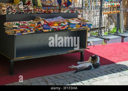 Un gatto di strada nel distretto di Sultanahmet di Fatih, Istanbul, Turkiye. Il gatto tigrato marrone e bianco è sdraiato comodamente su un'area tappetata accanto a un negozio Foto Stock