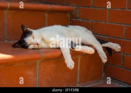 Un gatto di strada dorme all'ombra su un gradino nella zona di Kuzguncuk di Uskudar, Istanbul, Turkiye. Il gatto bianco e nero dorme profondamente Foto Stock