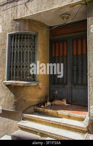 Due gatti di strada si rilassano all'ombra di un portone a Beyoglu, Istanbul, Turkiye. Un gatto tigrato pallido con petto e zampe bianche, e un gatto calico Foto Stock