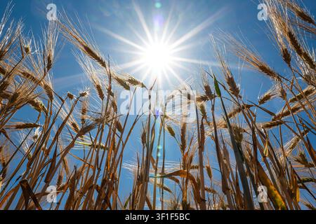 Una vista ad angolo basso che guarda direttamente verso l'alto delle spighe di grano dorato mature in un campo agricolo, retroilluminate dal sole luminoso ed estivo che esplode contro Foto Stock