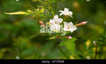 Primo piano di fiori di gelsomino bianchi e boccioli rosa su uno stelo verde, fotografato con luce naturale all'aperto e sfondo sfocato morbido. Foto Stock