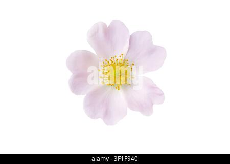Fiore rosa pallido di Rosa canina o rosa canina isolato su sfondo bianco. Pianta medicinale apprezzata nei rimedi erboristici, nella cura della pelle, nei cosmetici e nei frutti di rosa canina Foto Stock