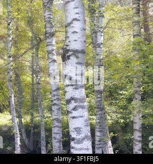 Una scena naturale con alti betulle dal caratteristico tronco bianco nelle Pirenei, Cerdanya, Catalogna Foto Stock
