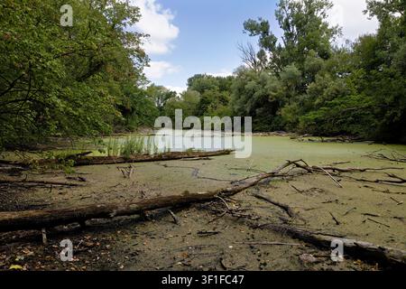Stagno coperto di alghe con legno morto a Germersheim. Renania Foto Stock