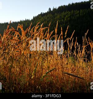 Erba Yorkshire Fog che cresce alla luce del mattino Foto Stock