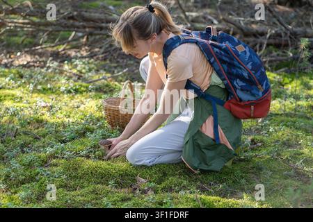 Caccia ai funghi estivi, passatempo attivo e alimentazione sana, donna sorridente che raccoglie porcini in un cestino Foto Stock