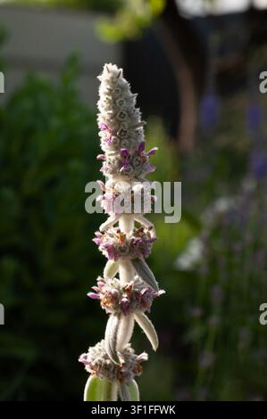 Una vista dettagliata dello stelo fiorito di una pianta di orecchio d'agnello, che mostra la sua texture morbida e i delicati fiori viola su uno sfondo sfocato del giardino Foto Stock