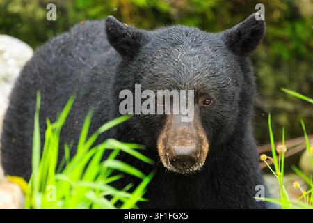 Orso nero, primo piano, colpo della testa. Ketchikan, Alaska. USA. Foto Stock