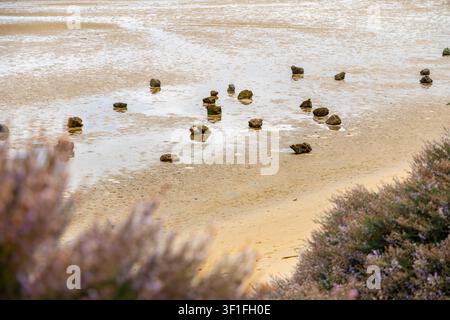 Un paesaggio costiero sereno con numerosi scogli scuri che punteggiano un'estensione di sabbia bagnata durante la bassa marea, con vegetazione sfocata in primo piano Foto Stock