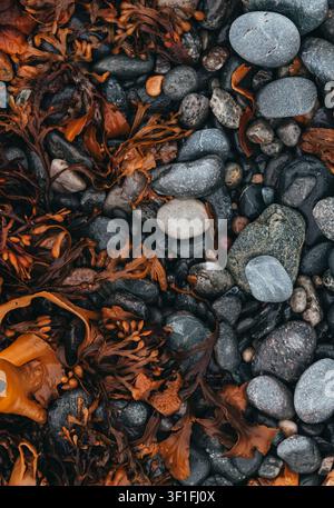 Alghe bagnate e ciottoli scuri su una spiaggia rocciosa Foto Stock