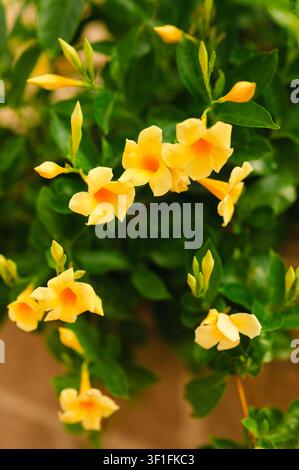 Lussureggianti fiori di vite a tromba gialli che sbocciano all'aperto Foto Stock