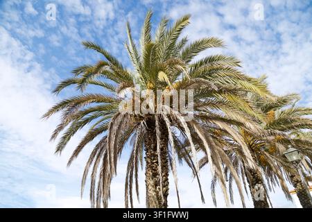 Una vista orizzontale a basso angolo di maestosi palme da dattero con frutti gialli maturi in piedi accanto a un lampione tradizionale sotto un cielo blu brillante Foto Stock