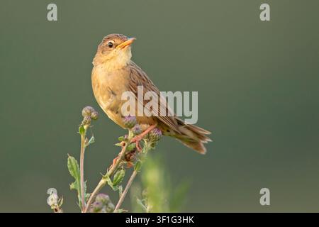 Beccacino comune (Locustella naevia) appollaiato su uno stelo di fiore selvatico, vista laterale. Fotografia naturalistica. Foto Stock
