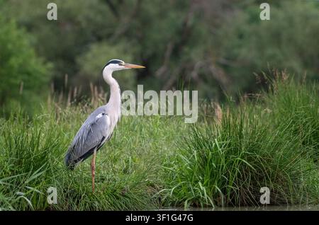 Airone cinerino (Ardea cinerea) Foto Stock