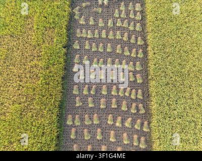Vista aerea di fasci di riso raccolti disposti in file ordinate su terreno scuro tra risaie verdi e gialle rigogliose a Kebumen, Giava centrale, Indonesia Foto Stock