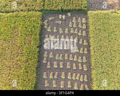 Vista aerea di steli di riso raccolti legati in un fascio in un campo circondato da rigogliose coltivazioni a Kebumen, Giava centrale, Indonesia. Foto Stock