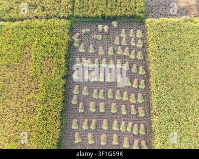 Veduta aerea di fascioni di riso raccolti disposti in file su un campo a Kebumen, Giava centrale, Indonesia. Foto Stock