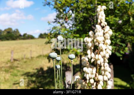 Tealby, Lincolnshire, UK, Inghilterra, Una vista ravvicinata di capsule di papavero verdi su steli alti, con piante a fiore bianco dietro di loro. La scena Foto Stock