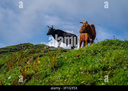 Dayara Bugyal Uttarakhand, India. Due mucche indigene si trovano su un pendio montuoso verde sotto un cielo blu nuvoloso, mostrando una vita rurale pacifica, pascolo estivo Foto Stock