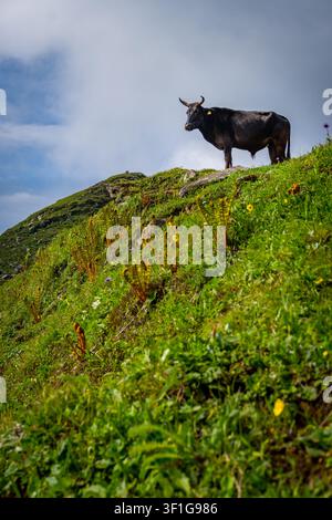 Dayara Bugyal Uttarakhand, India. Mucca nera in piedi su un pendio montuoso verde e ripido sotto un cielo nuvoloso drammatico. Paesaggio alpino tranquillo con G fresco Foto Stock