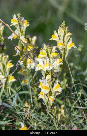 Fiori gialli della linaria comune (Linaria vulgaris). Primo piano. Foto Stock