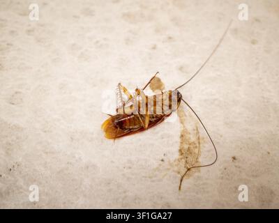 Un primo piano ad angolo alto di uno scarafaggio marrone morto o morente sdraiato sulla schiena con le zampe all'aria su un pavimento piastrellato in ceramica di cucina o bagno Foto Stock