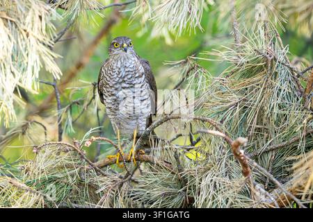Falco sparviero eurasiatico (Accipiter nisus) appollaiato su un ramo di pino, vista laterale. Fotografia della fauna Foto Stock