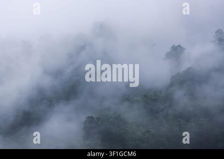 Una mattina di foresta montana nebbiosa con una fitta nebbia che fluttua attraverso la chioma sempreverde, creando un'atmosfera tranquilla e suggestiva Foto Stock
