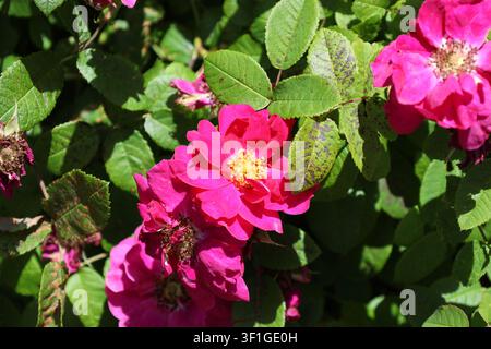 Rose di speziale, rose arbustive, fiori rosso carmine vivace, rosa acceso, fogliame verde scuro opaco (Rosa-gallica, Rosa-gallica-officinalis) (macro, primo piano Foto Stock