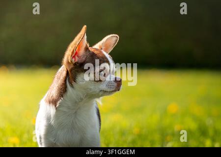 Ritratto ravvicinato di un cucciolo di Chihuahua a pelo corto in piedi in un prato verde e soleggiato all'aperto Foto Stock
