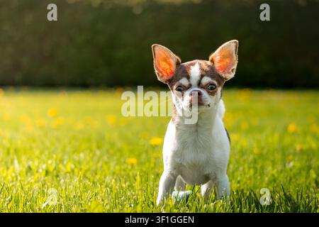 Cucciolo di Chihuahua a pelo corto in piedi in un prato verde e soleggiato Foto Stock