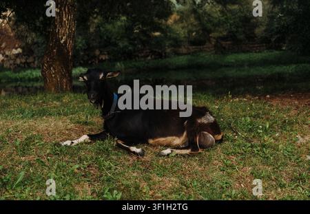 Una capra domestica nera riposa pacificamente sull'erba verde all'ombra degli alberi. La scena rurale tranquilla mette in risalto il bestiame in un ambiente naturale all'aperto Foto Stock