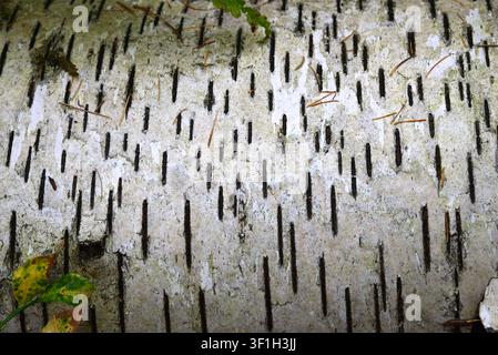 Primo piano di una luminosa corteccia di betulla che mostra lenticelle verticali prominenti in formato paesaggio. Foto Stock