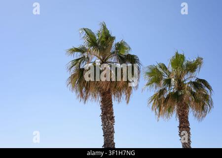 Due alte palme contro un vasto cielo blu chiaro in una luminosa giornata di sole Foto Stock