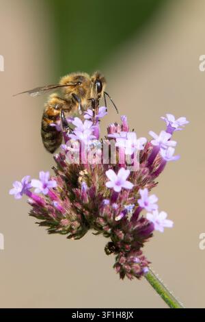 Ape che raccoglie nettare su una testa di fiore di verbena viola con sfondo sfocato morbido, primo piano macro. Foto Stock
