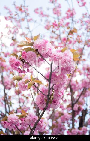 Orientamento verticale di un delicato ramo di sakura rosa con dense grappoli di fiori su uno sfondo morbido e sfocato Foto Stock