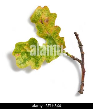 foglie di quercia danneggiate isolate su sfondo bianco, vista dall'alto. Fogliame ingiallito con evidenti danni da insetti e parassiti, che illustra le malattie delle piante, e Foto Stock