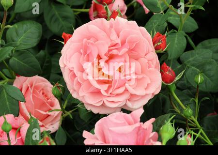 Rosa The Saga Rose ('Harfeelings').  Fioritura di rosa floribunda rosa salmone fragrante in estate. Foto Stock