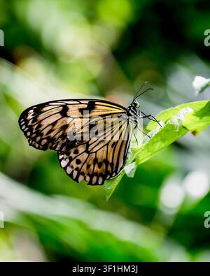 Farfalla a forma di aquilone di carta (Idea leuconoe) si posa su una foglia verde contro uno sfondo tropicale morbido. Foto Stock