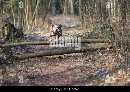 Bulldog continentale attivo che salta sopra un tronco caduto su un sentiero nella foresta Foto Stock