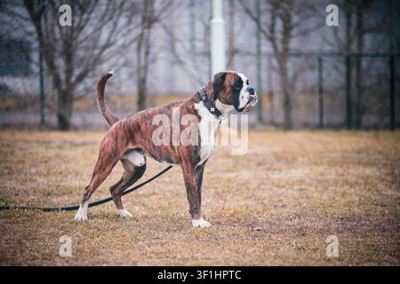 Ritratto a tutta lunghezza di profilo laterale di un boxer tedesco brindle muscoloso con collare al guinzaglio. Il cane atletico è in posizione di allerta in un parco all'aperto Foto Stock