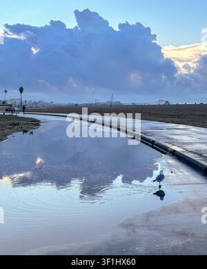 Gabbiano in piedi su un sentiero della spiaggia allagato che riflette le drammatiche nuvole del mattino, con il molo di Santa Monica visibile in lontananza, spiaggia di Santa Monica Foto Stock