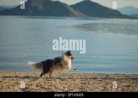 Un Shetland Sheepdog corre lungo una riva sabbiosa del lago sotto una luce naturale soffusa. Ritratto d'azione all'aperto che mostra felicità, libertà e un'attività Foto Stock